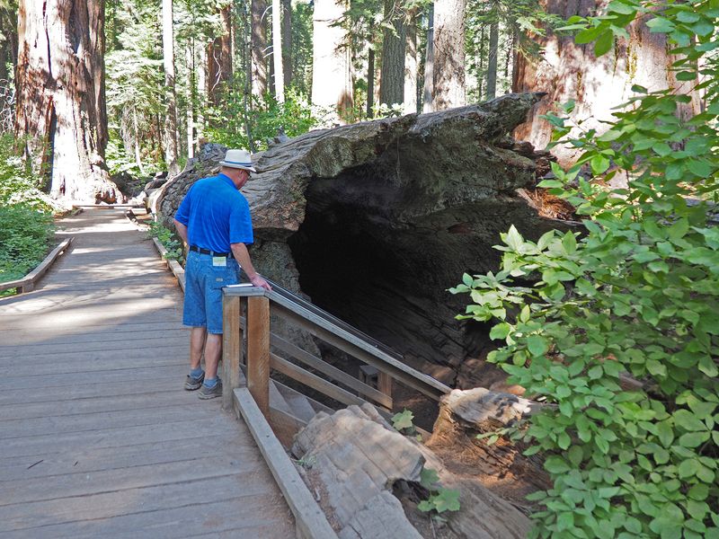 Livingston goes into the hollow tree
